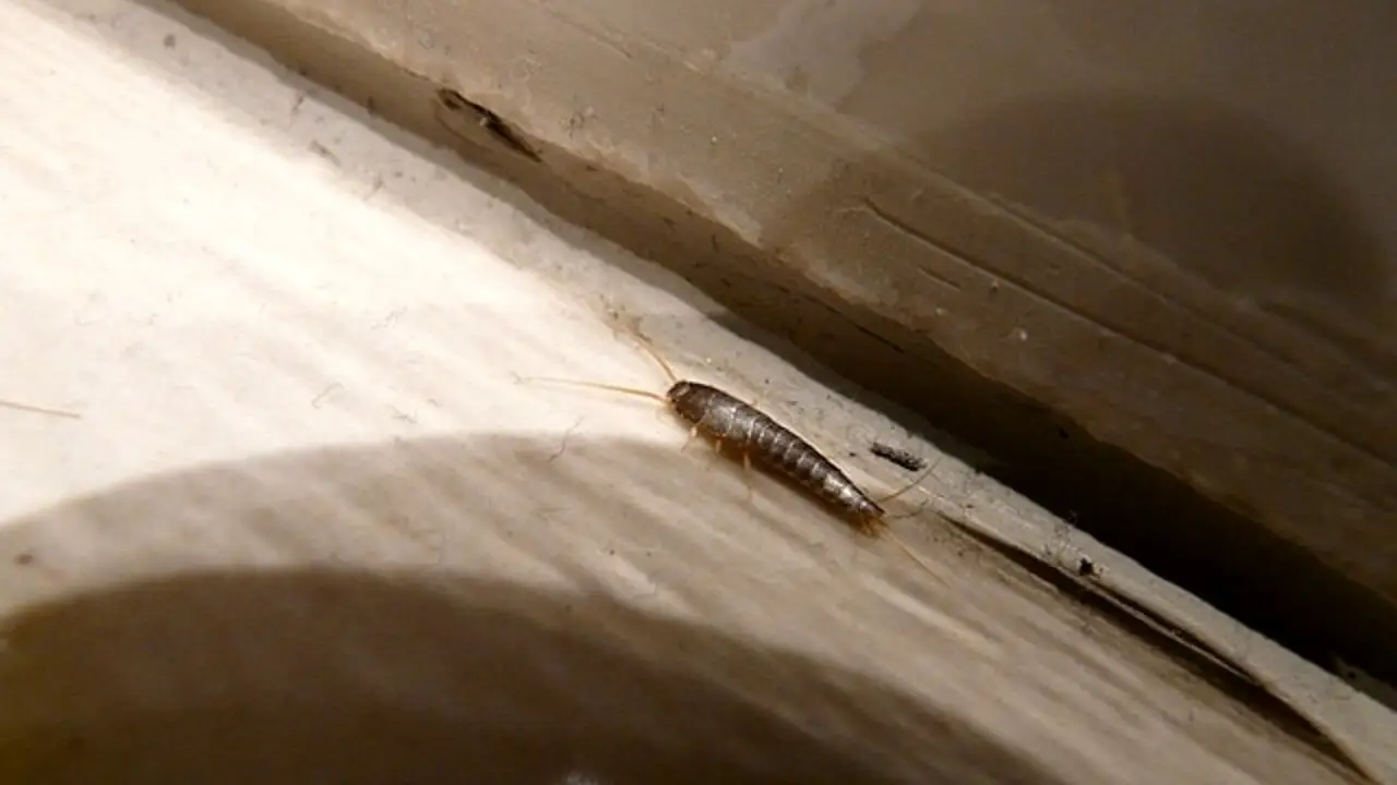 Se la notte trovi questi insetti in bagno devi intervenire subito: ecco cosa sono